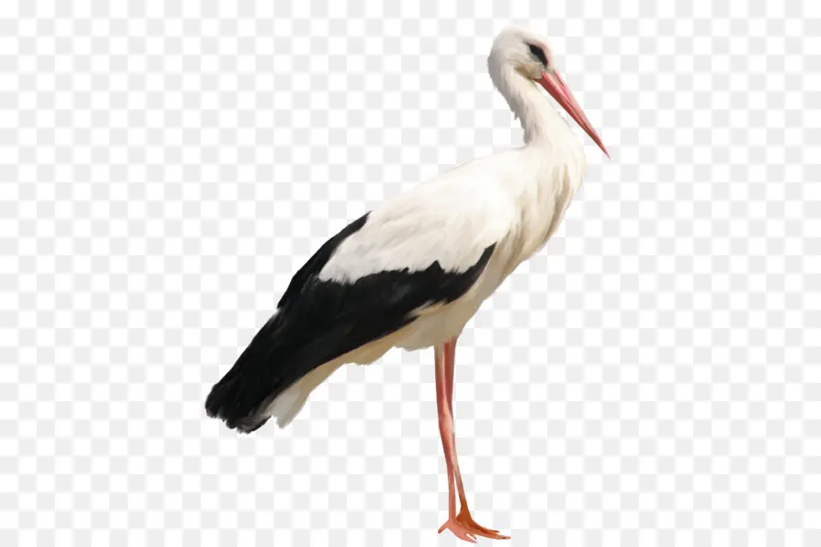 Cigüeña Blanca，Animal PNG