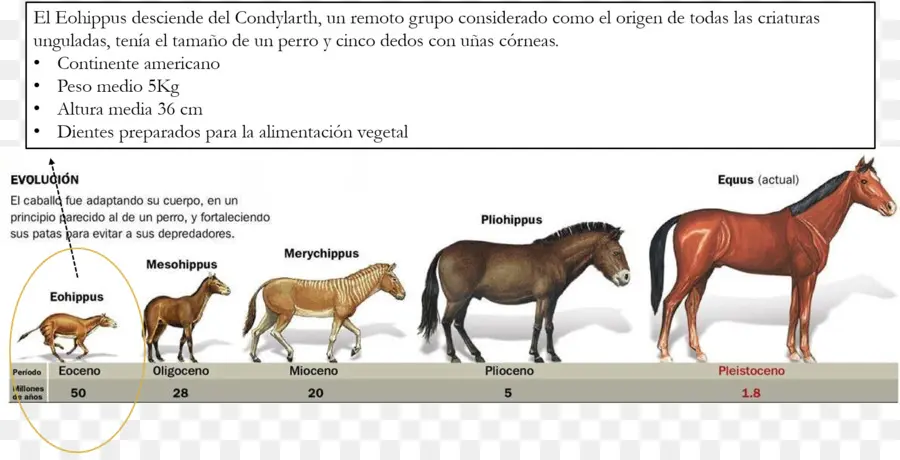 Evolución Del Caballo，Evolución PNG