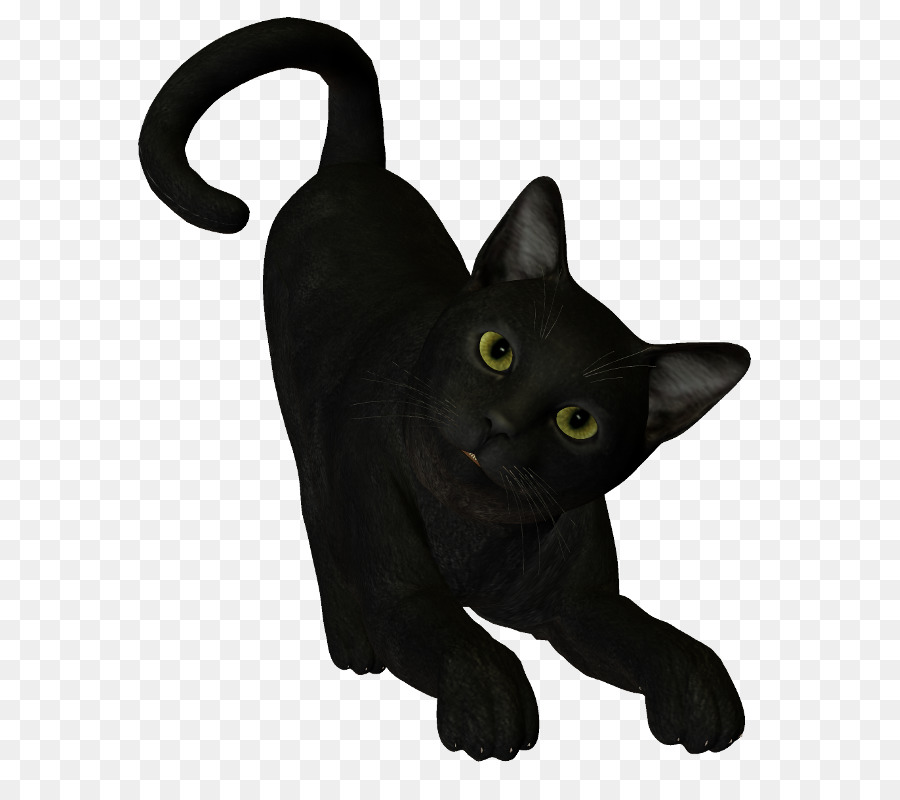 Gato Negro，Bombay Gato PNG