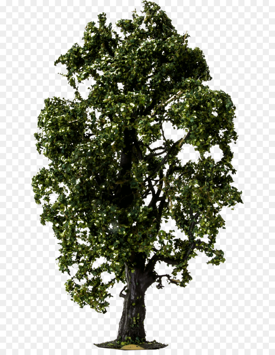 árbol，Planta PNG