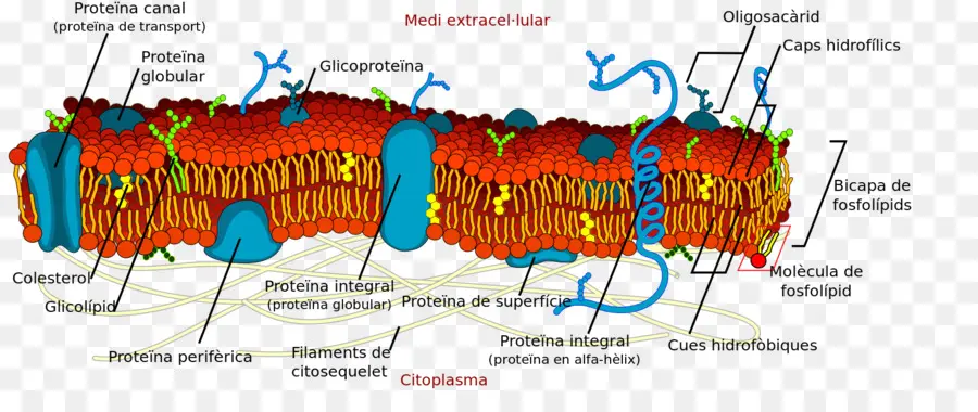 Membrana Celular，Proteínas PNG