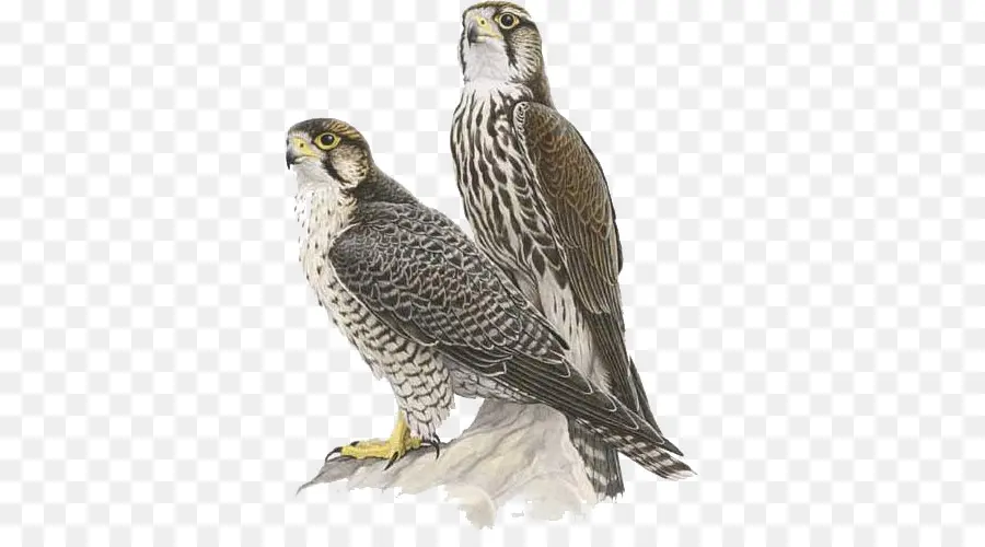 Falcon，Halcón Borní PNG