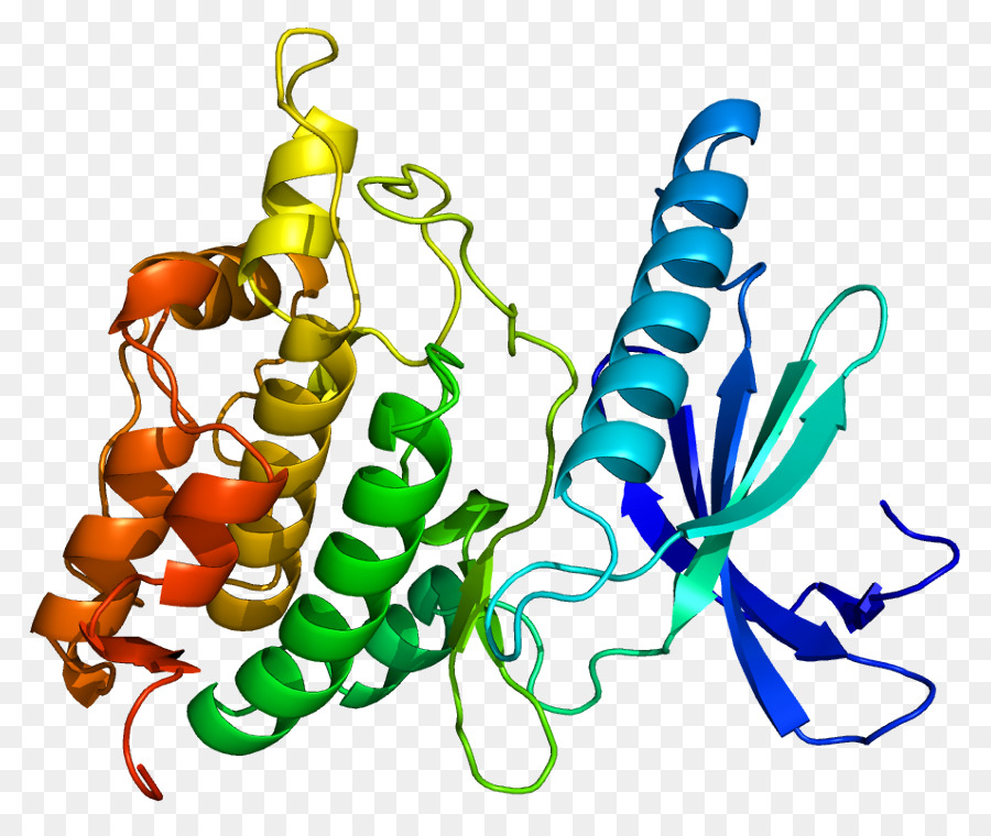 Estructura De La Proteína，Molécula PNG