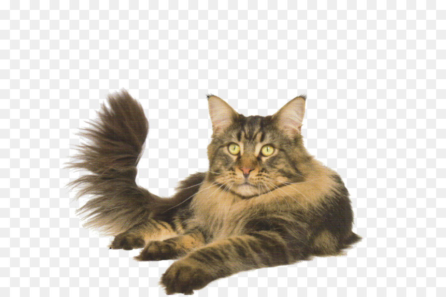 Gato Estirando，Felino PNG