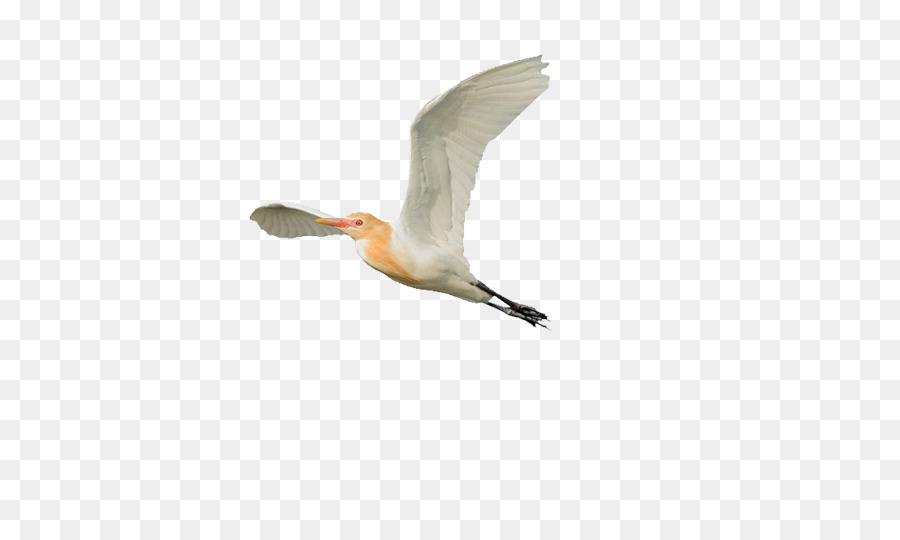 Pájaro Volador，Blanco PNG