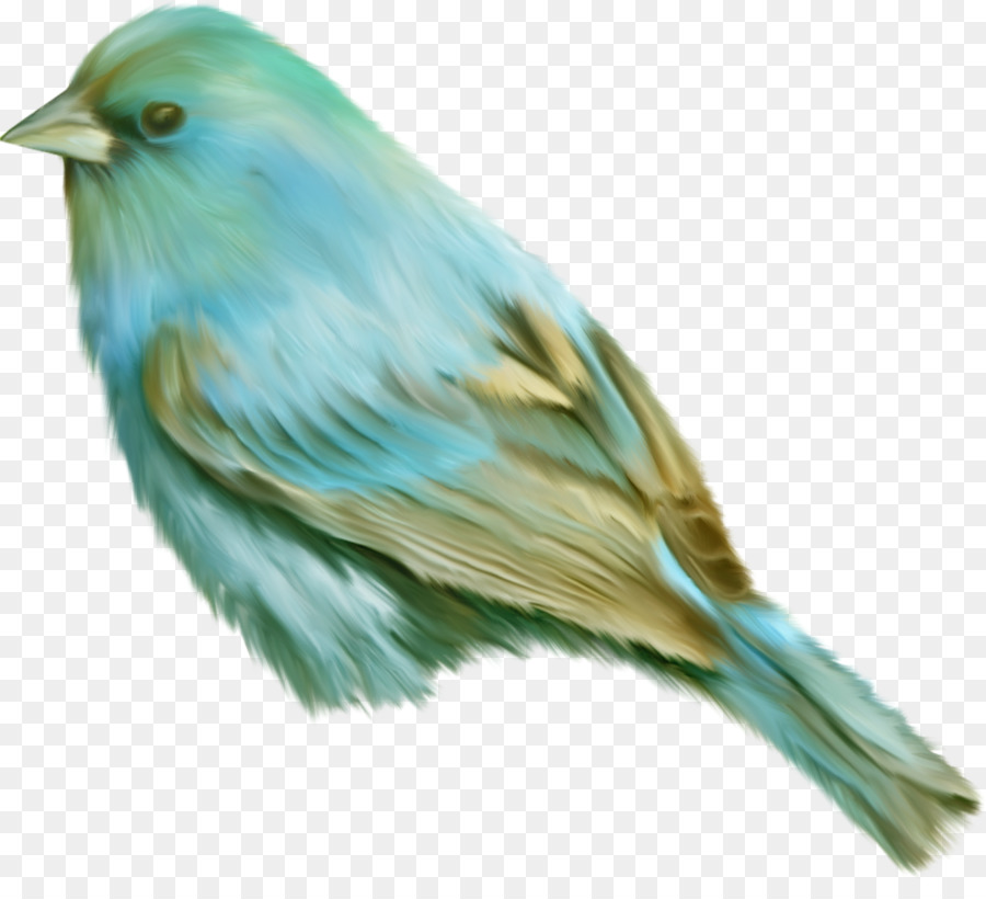 Aves，Pato PNG