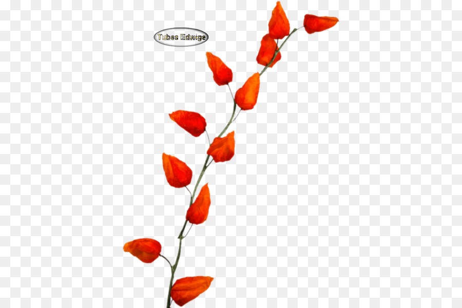 Las Flores Cortadas，Tallo De La Planta PNG