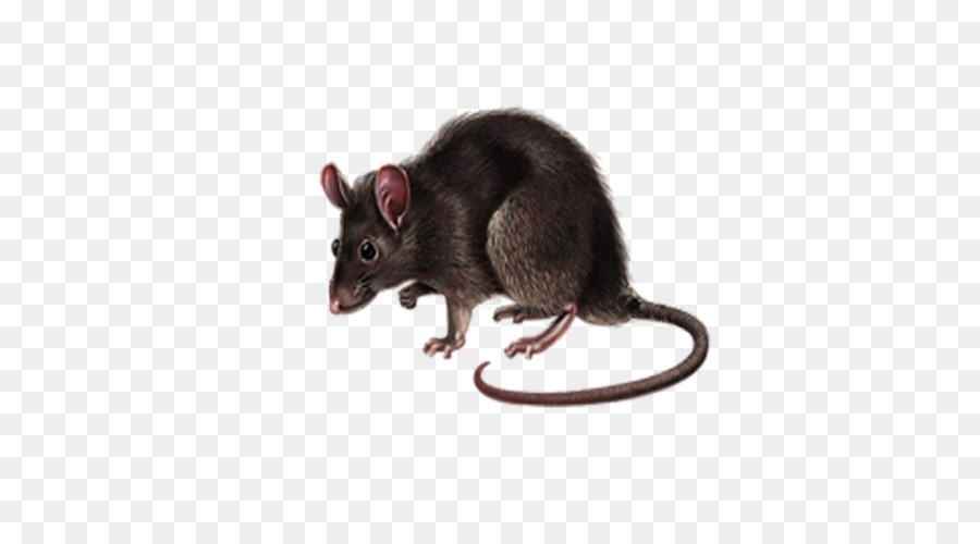 Ratón，Rata PNG