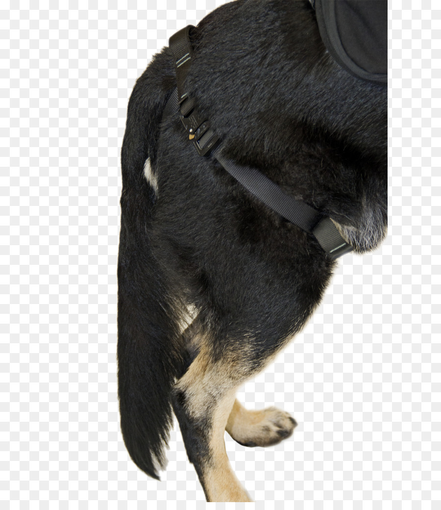 Raza De Perro，Cachorro PNG