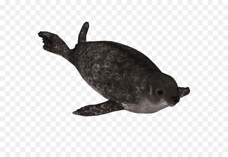 Foca，Tortuga PNG