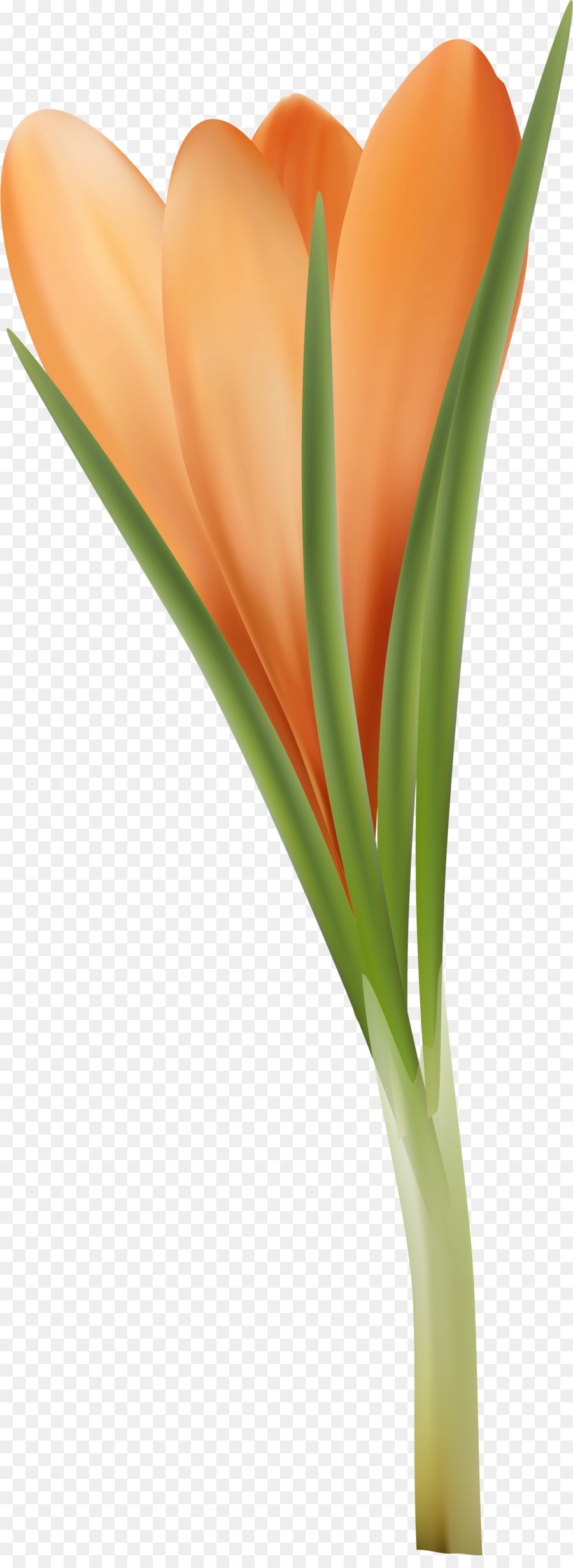 Tulip，Naranja PNG