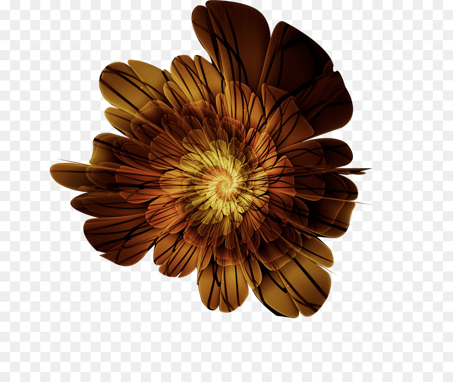 Transvaal Daisy，Crisantemo PNG