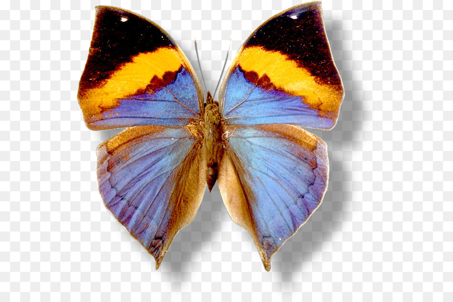 La Mariposa Monarca，Mariposa PNG