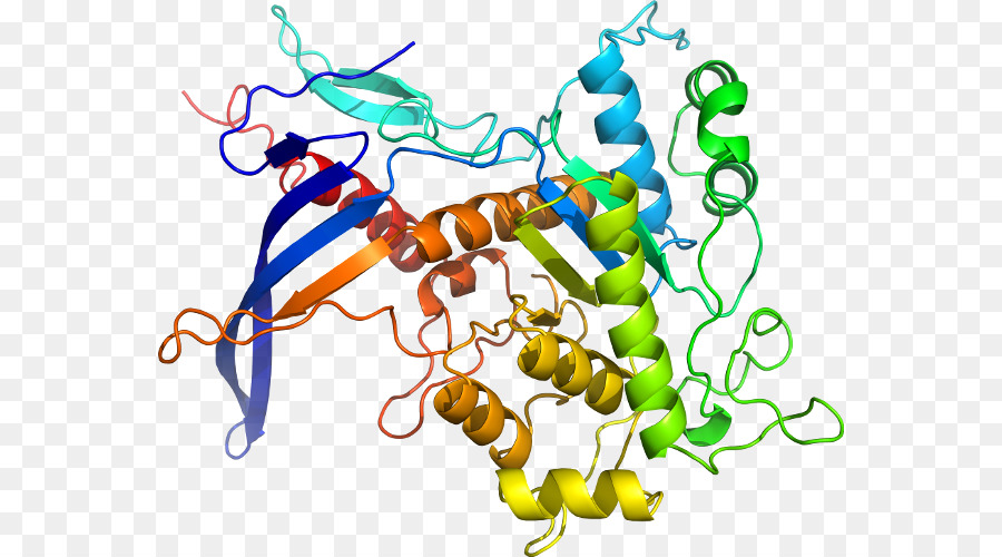 Estructura De La Proteína，Molécula PNG