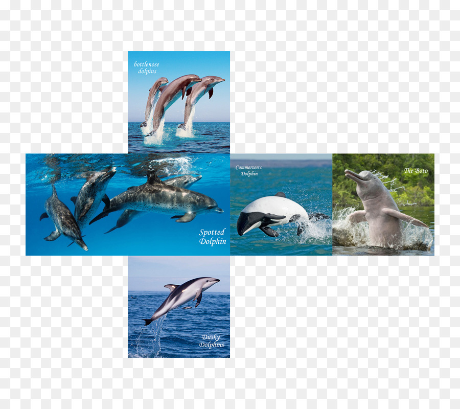 Wholphin，Los Delfines Manchados PNG