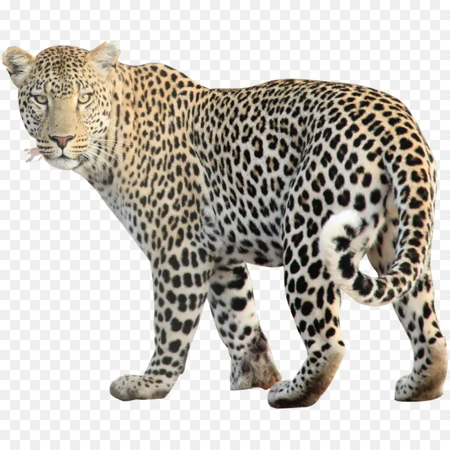 Leopardo，Iconos De Equipo PNG