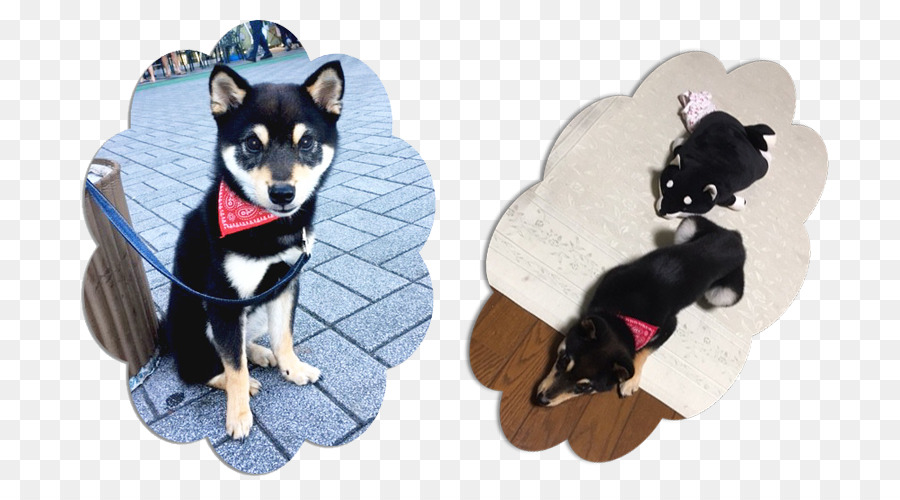 Raza De Perro，Shiba Inu PNG