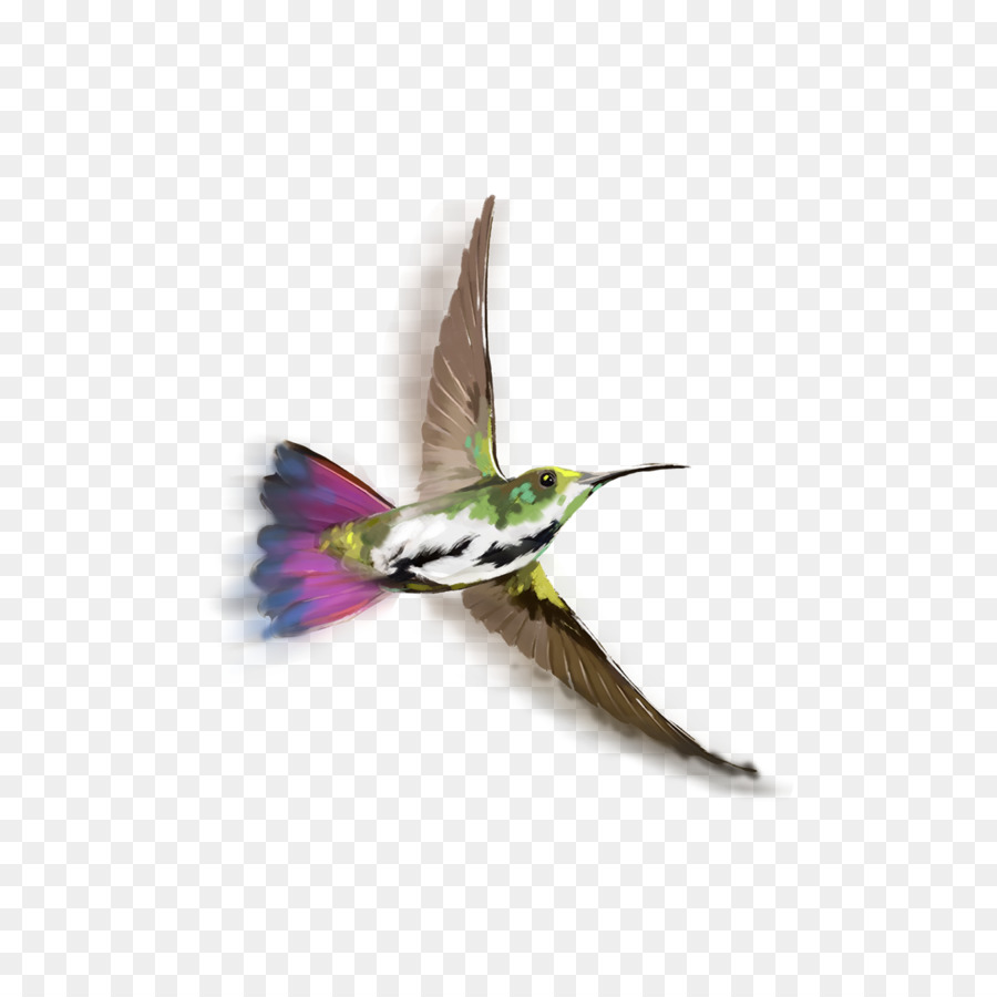 Colibrí，Pájaro PNG