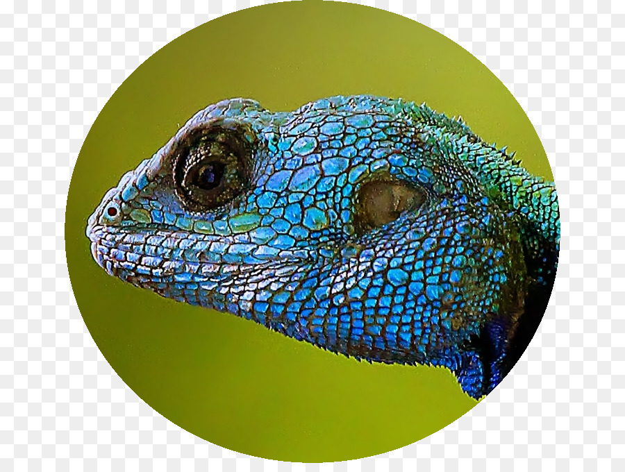 Iguanas，Lagarto PNG