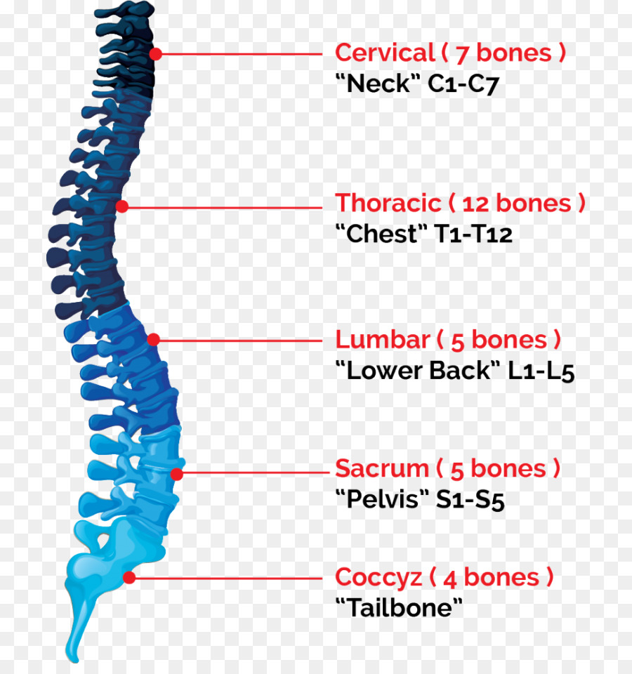 Odontología，Higienista Dental PNG