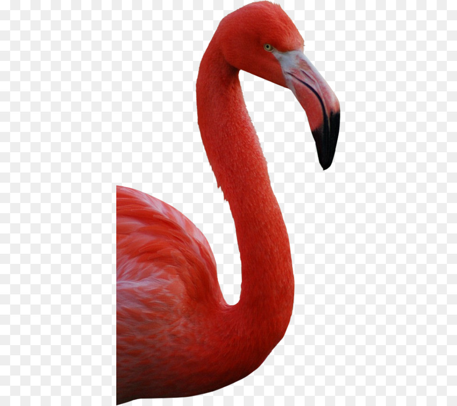 American Flamingo，Flamenco PNG