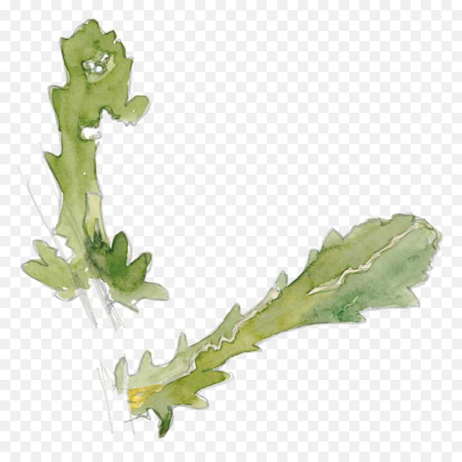 Hoja，Margarita PNG