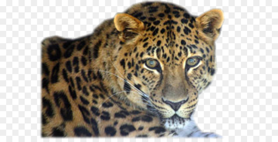 Leopardo，Felino De Gran Tamaño PNG