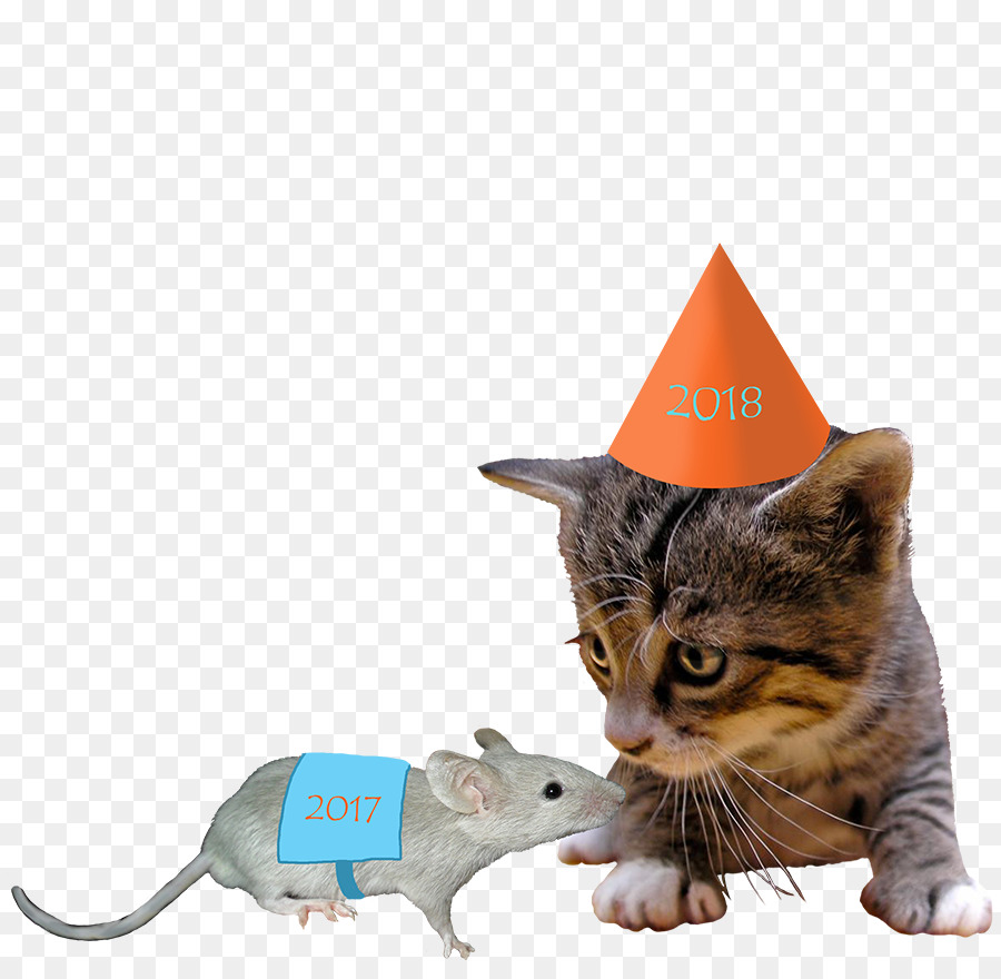 Gatito，Gato PNG