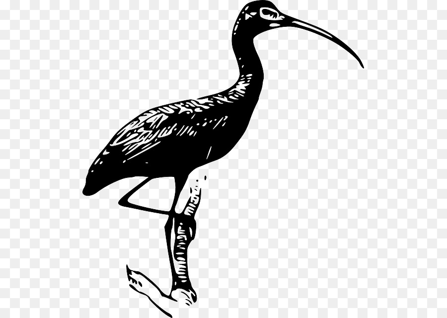 Ibis，El Morito PNG