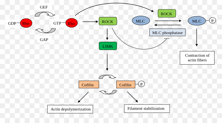 Rhoassociated De La Proteína Quinasa，De Gtpasas De La Familia Rho PNG