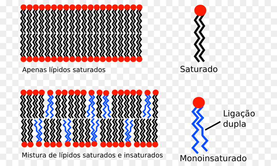 La Membrana Biológica，Membrana De La Célula PNG