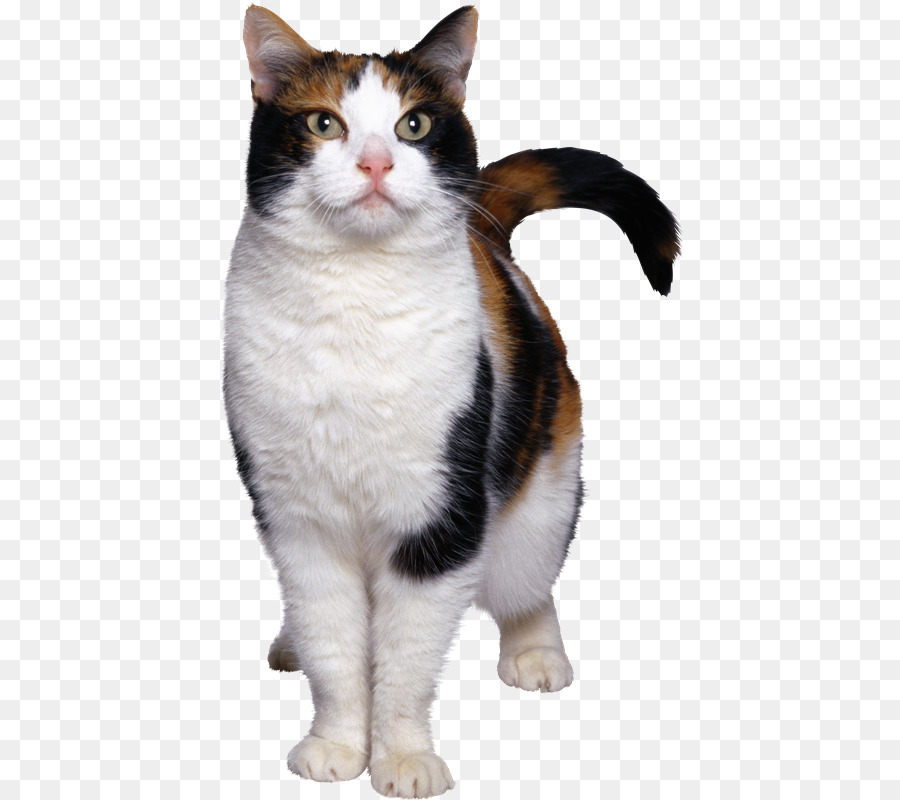 Abisinio，Gatito PNG