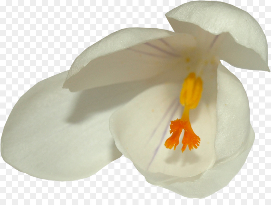 La Polilla De Las Orquídeas，Las Orquídeas PNG