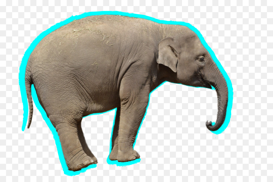 El Elefante Africano，Elephantidae PNG