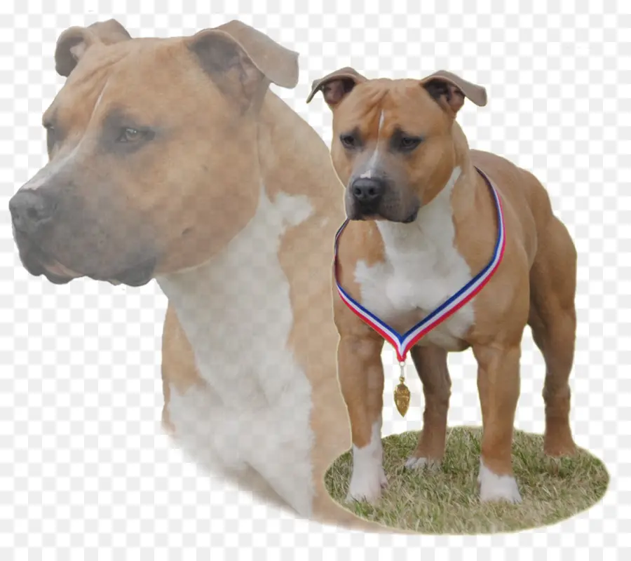 Staffordshire Terrier Americano，Raza De Perro PNG