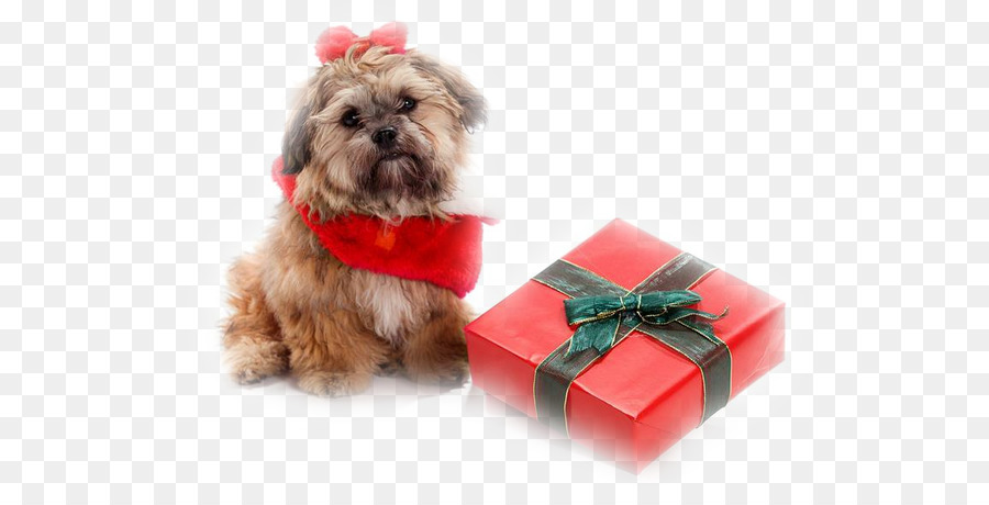 Perro Con Regalo，Cachorro PNG