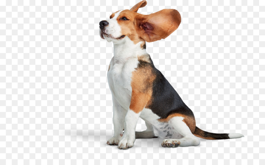 Perro，Mascota PNG