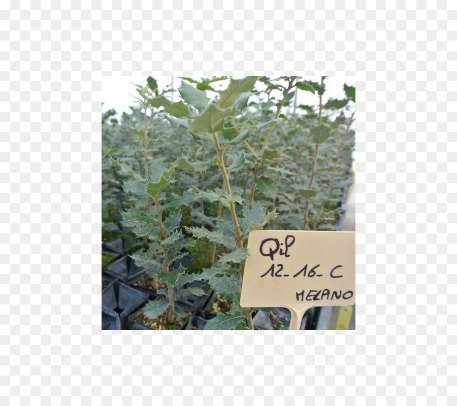 Quercus Ilex，Roble PNG