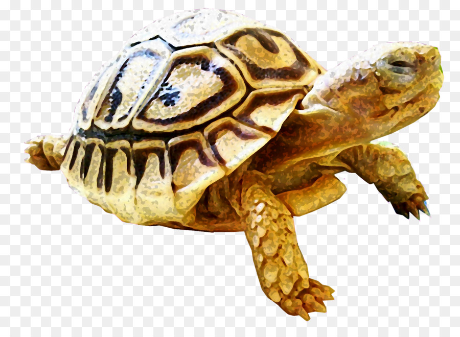 Las Tortugas De Caja，Tortuga PNG