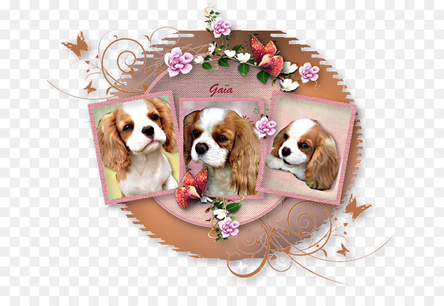 Cavalier King Charles Spaniel，King Charles Spaniel PNG