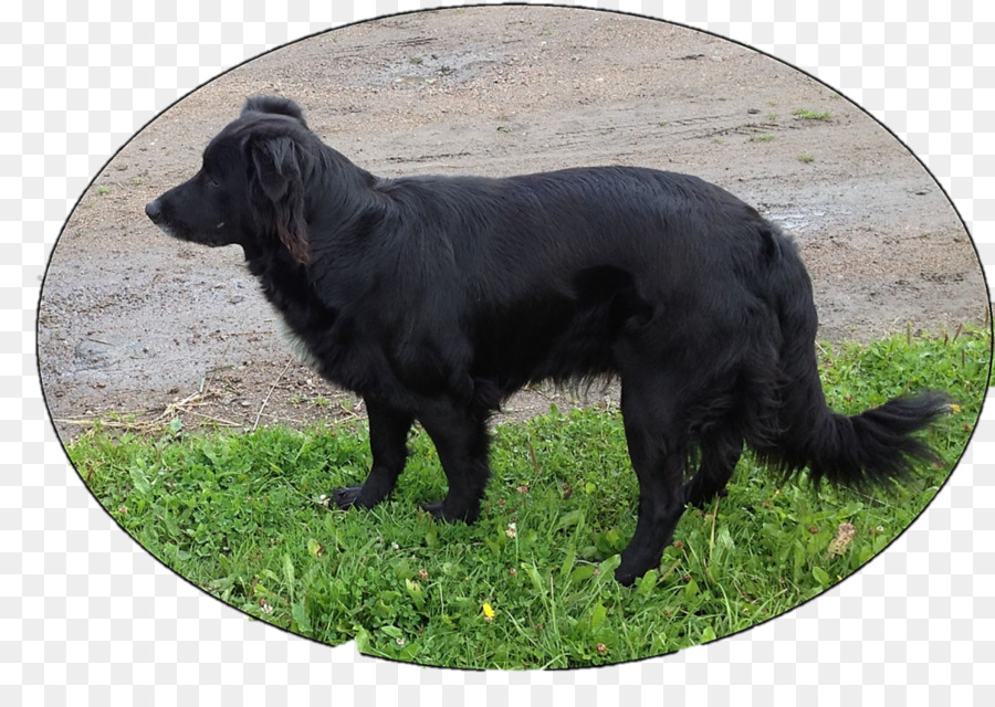 Flatcoated Retriever，Raza De Perro PNG