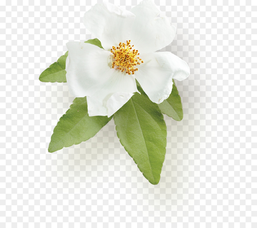 Camellia De Sasanqua，Familia Rosa PNG