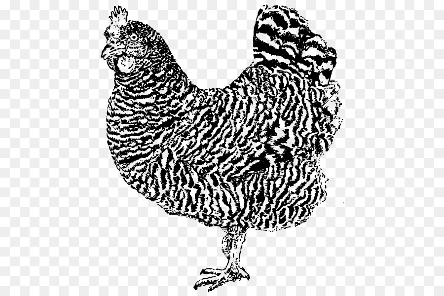 Gallo，Dibujo PNG