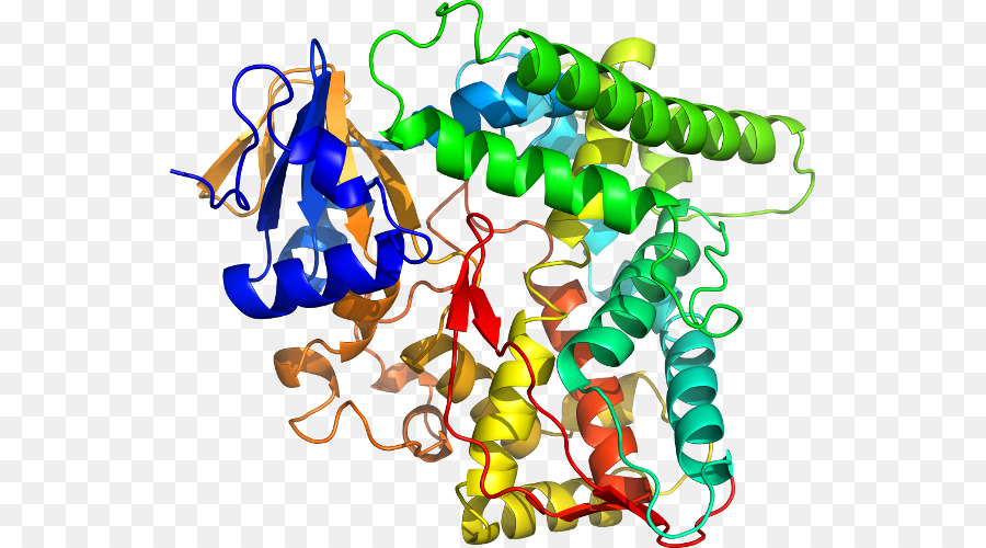 Estructura Proteica，Biología PNG