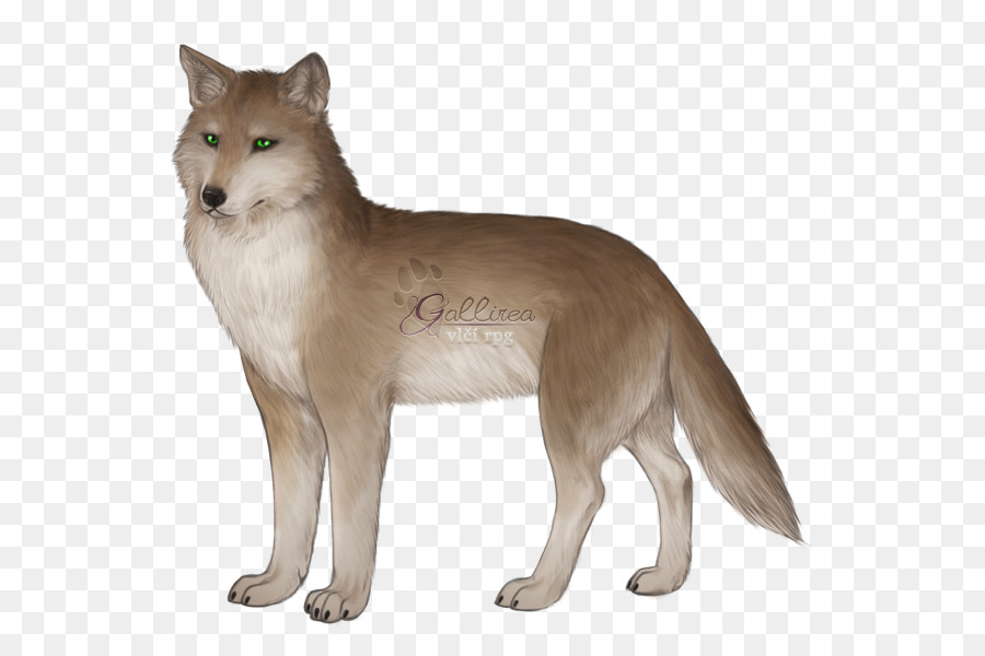 Saarloos Wolfdog，Zorro Rojo PNG