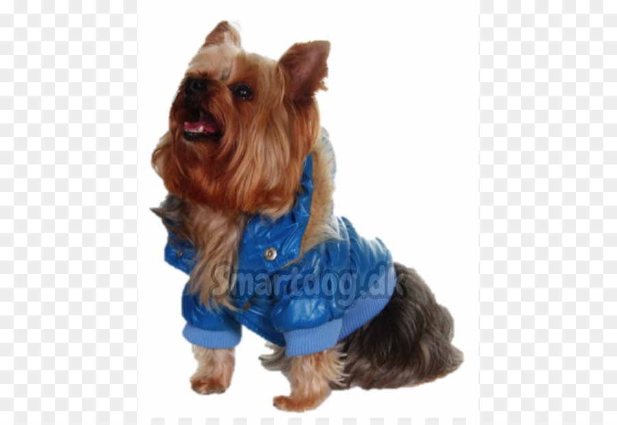 Yorkshire Terrier，Terrier Australiano De Seda PNG