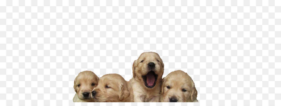 Golden Retriever，Cocker Spaniel Inglés PNG