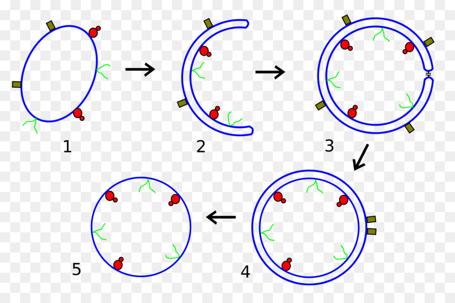 Obcell，Citoplasma PNG