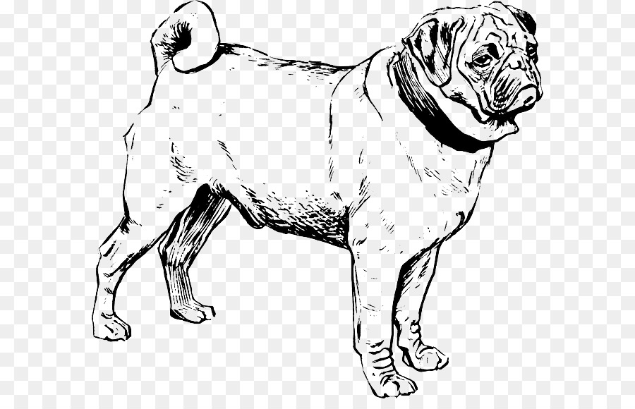 Pug，Puggle PNG