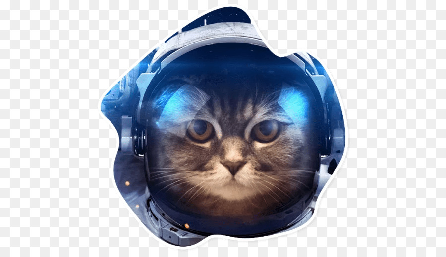 Gato，Fondo De Escritorio PNG